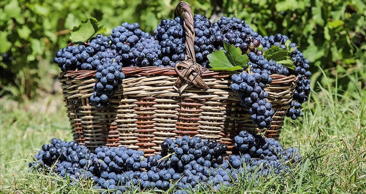 3 bin yillik tat cografi isaretli uzumunun hasat zamani geldi izVI75ip