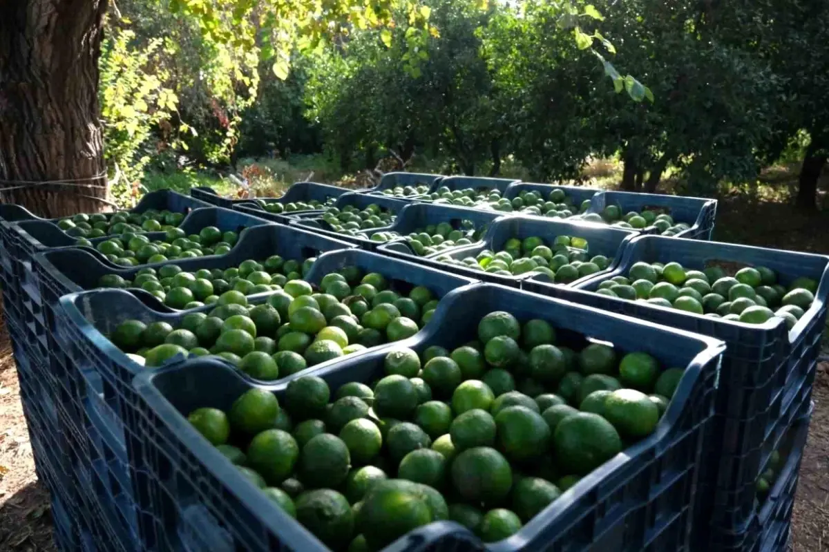 bodrum mandalininin degeri artiyor N8f5t9OU.jpg