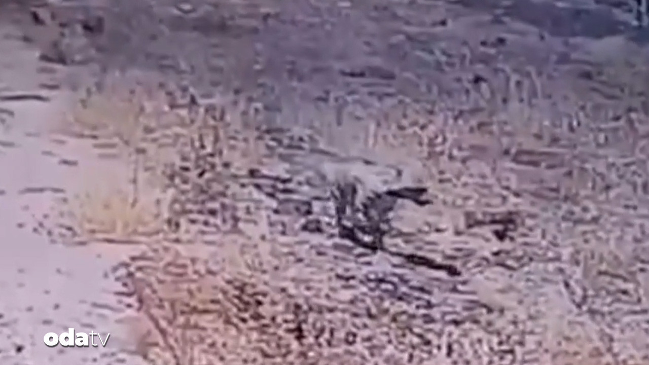 gunes enerjisi santralinde cizgili sirtlan surprizi 34frW2Cz