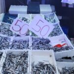 karadeniz hamsisi tezgahlari doldurdu kilosu 50 lira lePu41ev.jpg