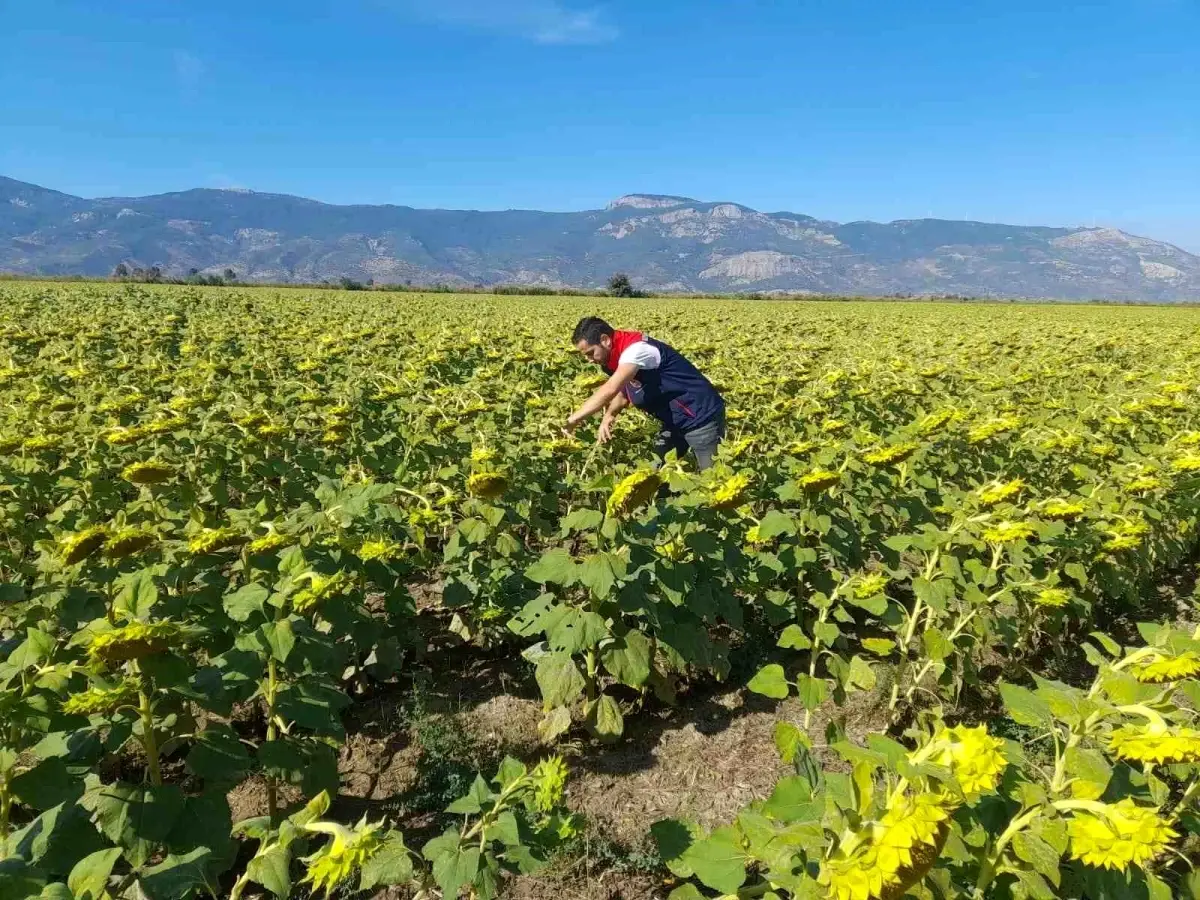 soke tarim mudurlugu 2025 desteklemeleri icin pamuk ve aycicegi saha calismalari yuruttu 72RGeQXy.jpg
