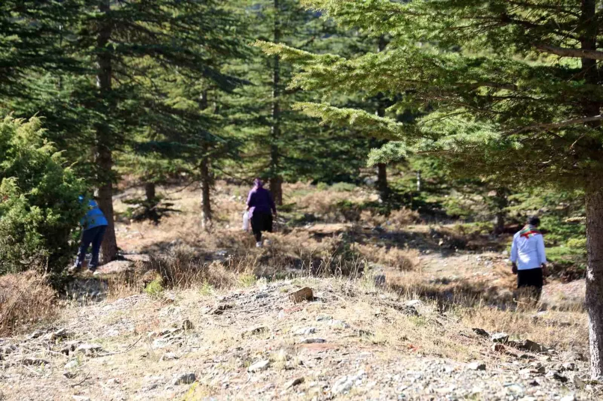 adanada sedir mantarina talep artiyor beyaz altin ihracata acildi FsAGOaOs.jpg