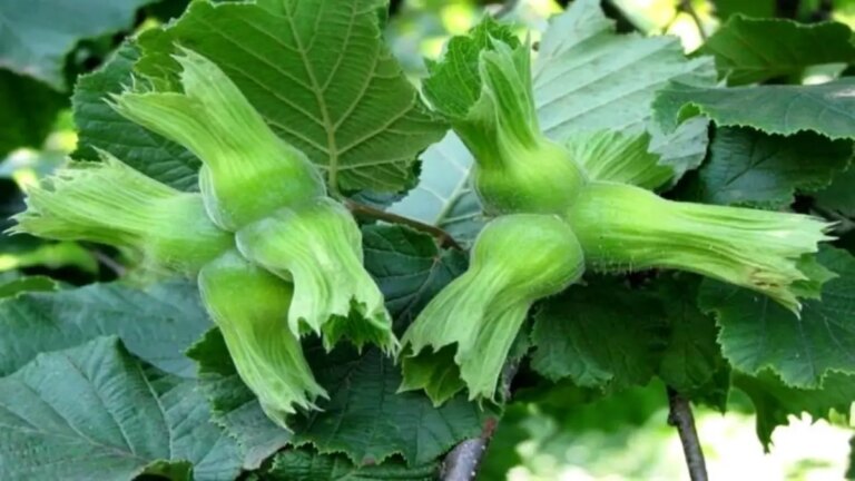 duzceden findik ihracati xapgOIjq.jpg