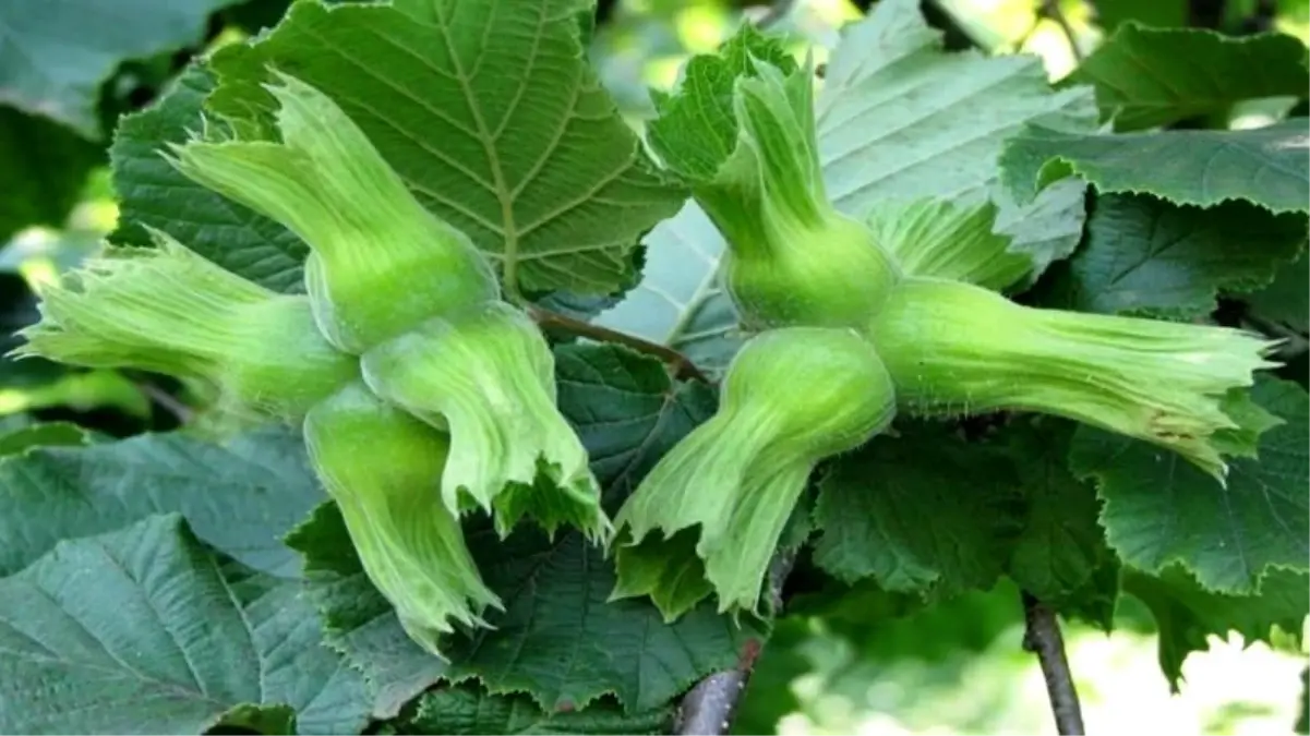 duzceden findik ihracati xapgOIjq.jpg