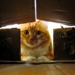 kediler-neden-kutularda-saklanir-bilim-acikladi-vKx9KW2X