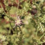 peygamber-ovgusu-alan-tohum-her-gun-2-3-tane-yutun-cc6e2fVX