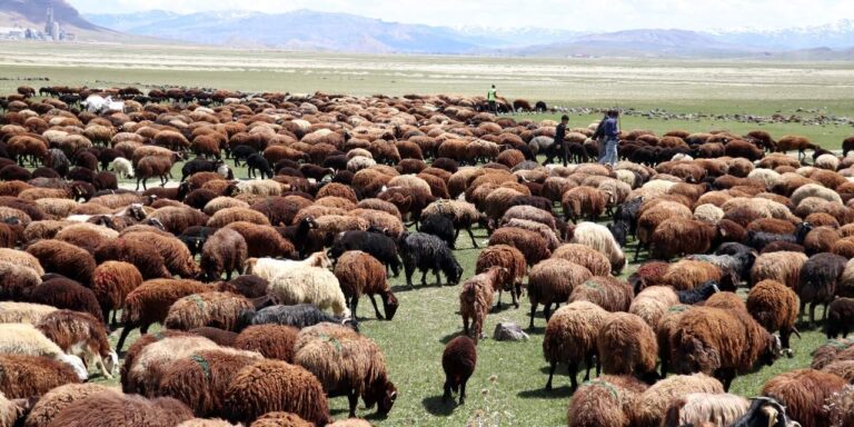 son-yillarin-en-cetin-kisi-geride-kaldi-agrida-ciftciler-hayvanlarini-araziye-cikardi-KebuqBTt
